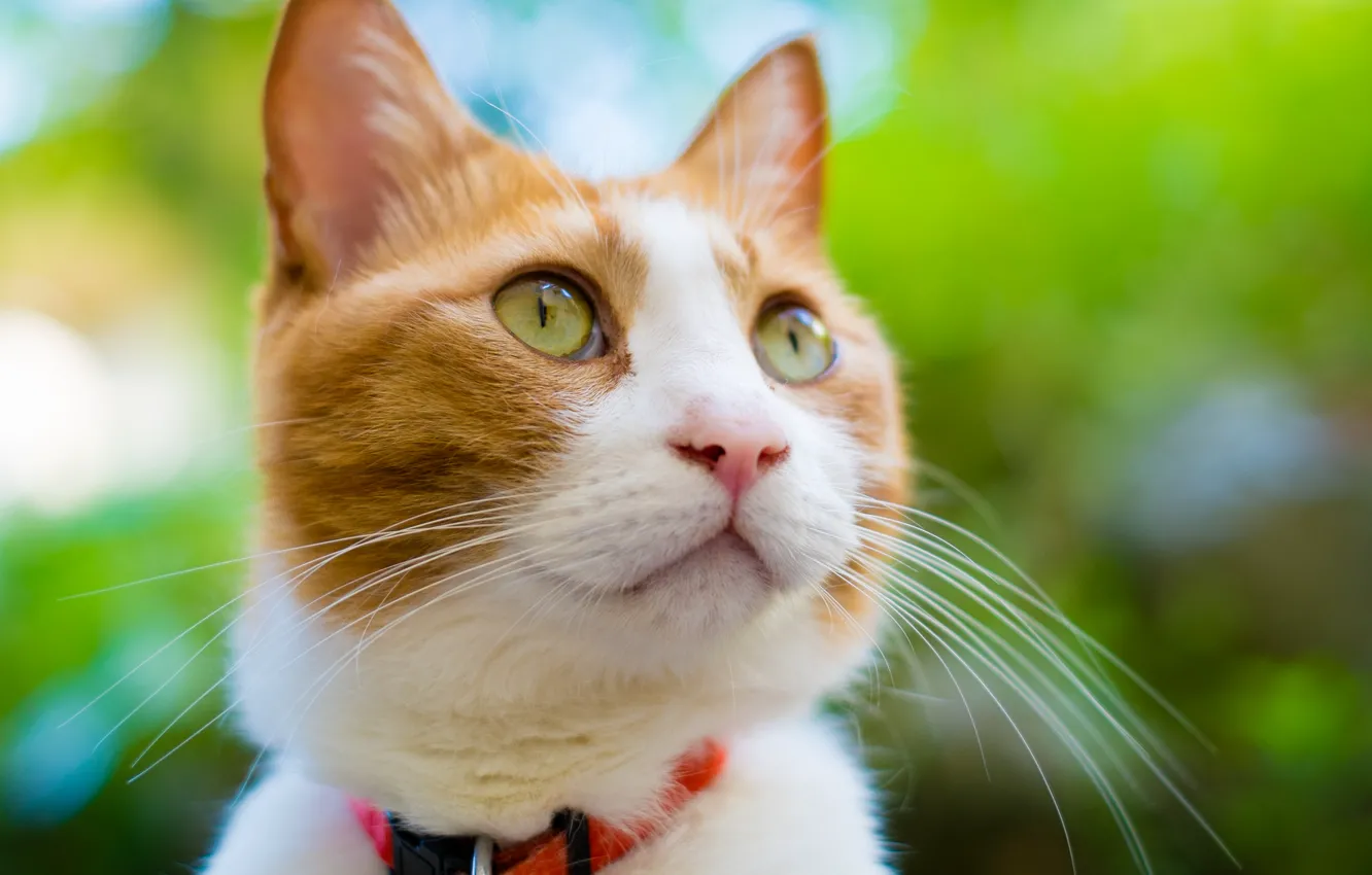 Photo wallpaper cat, cat, face, red, muzzle, collar