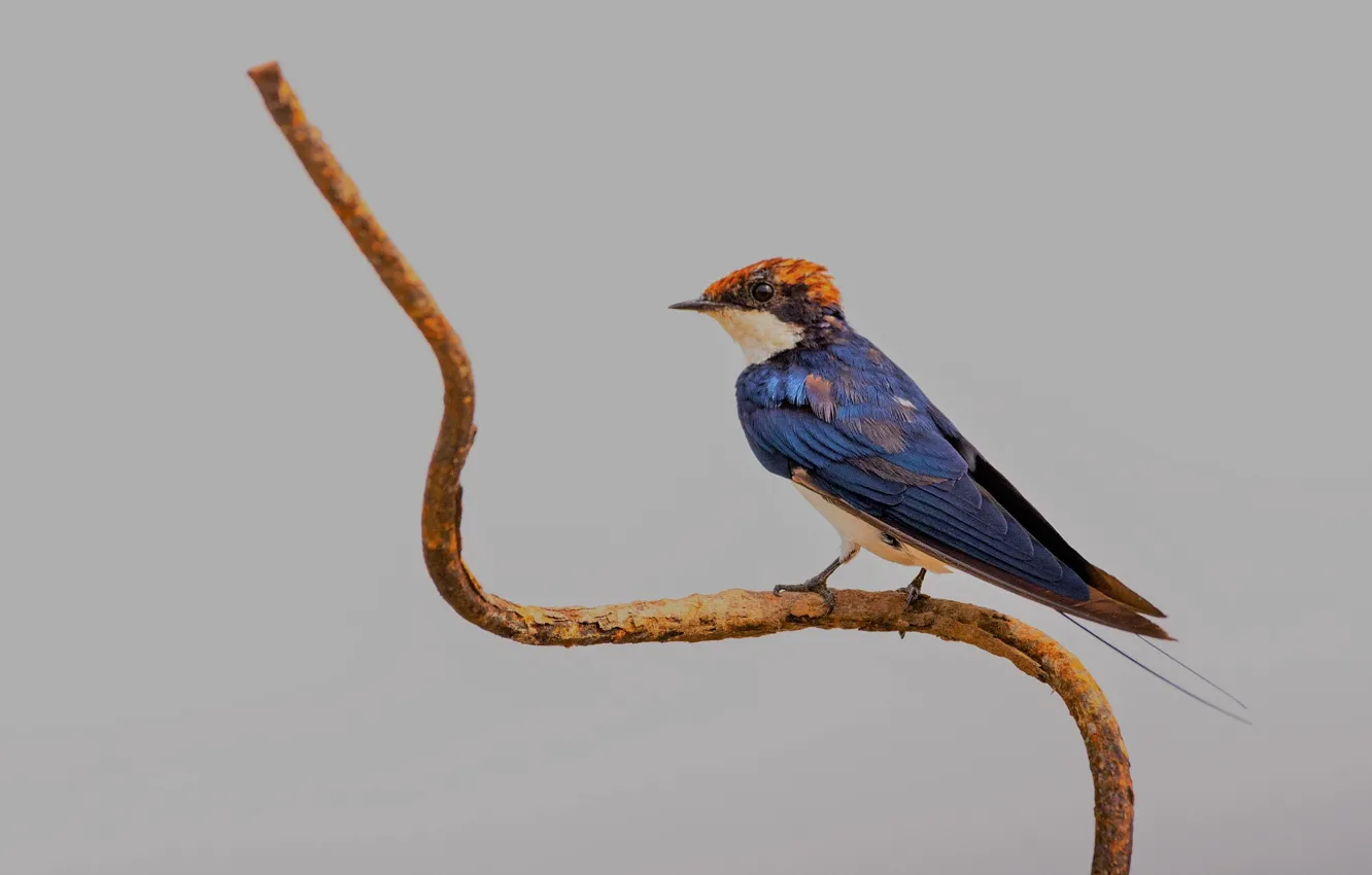 Photo wallpaper branches, background, swallow