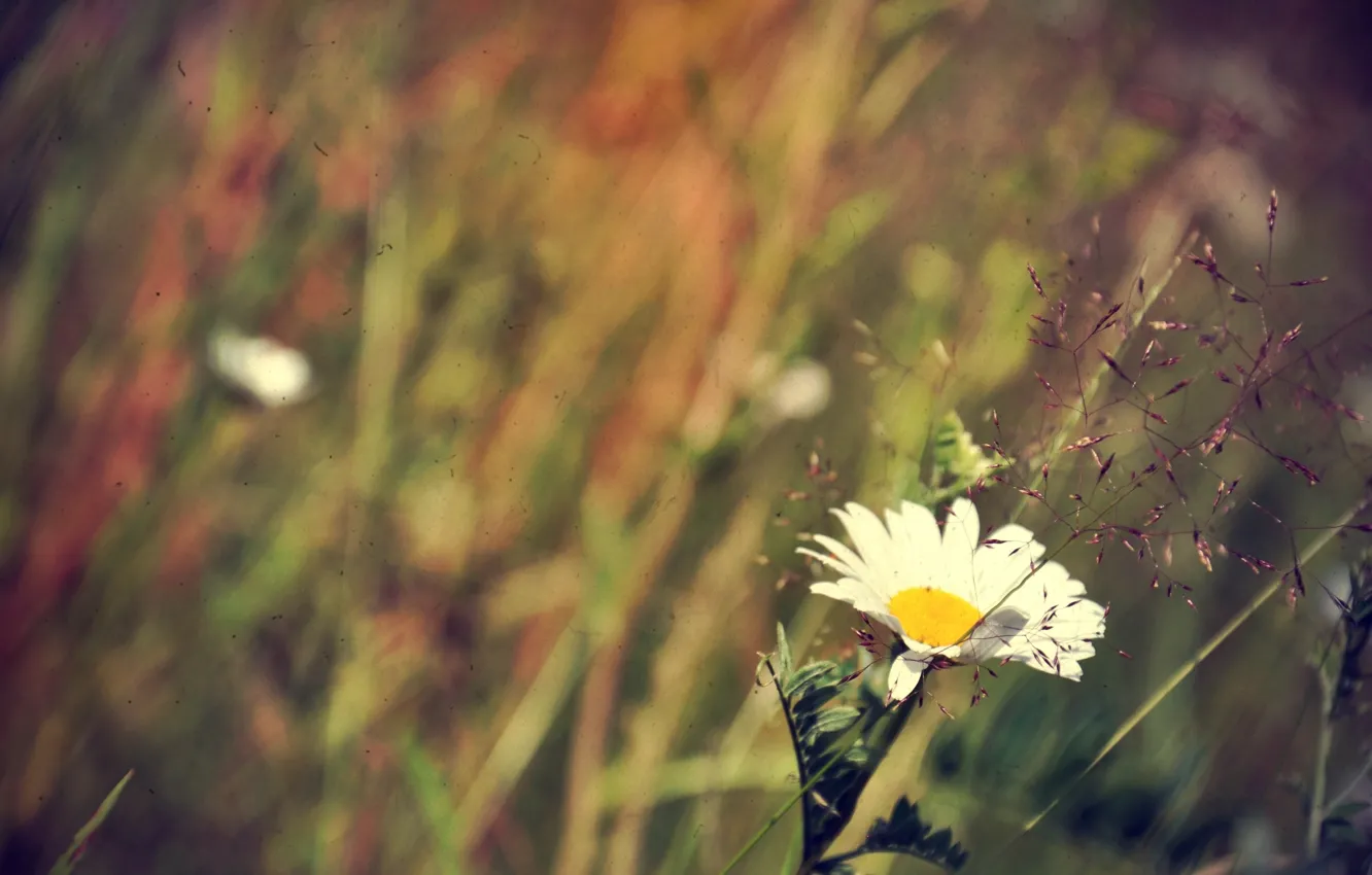Photo wallpaper summer, grass, flowers, Daisy