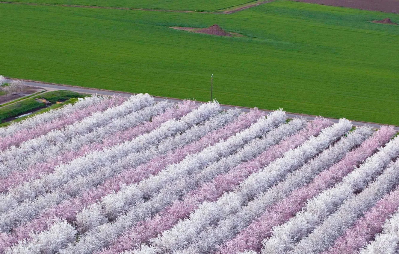 Photo wallpaper flowers, spring, garden, CA, USA, flowering, valley Sacramento, almond trees
