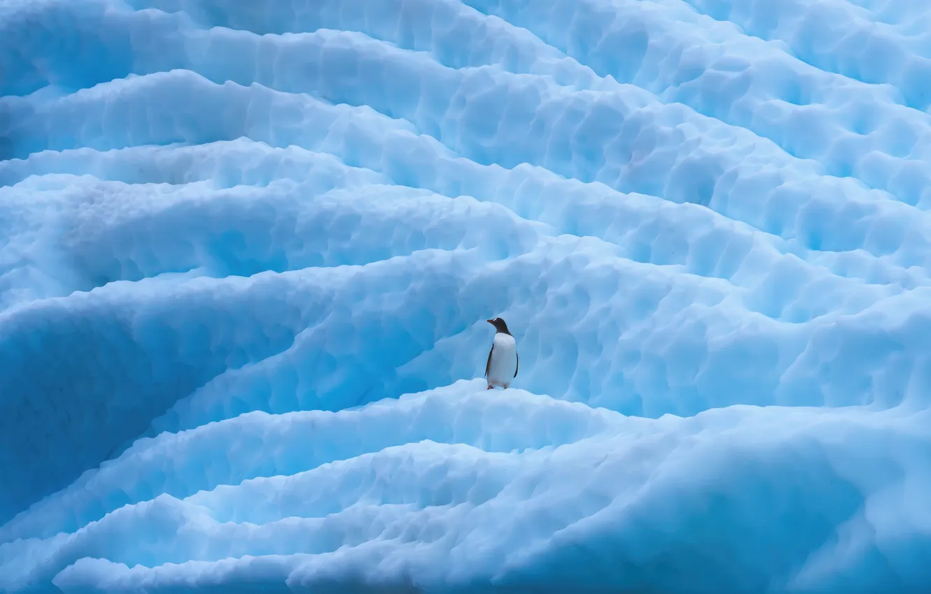 Photo wallpaper animal, penguin, antarctica