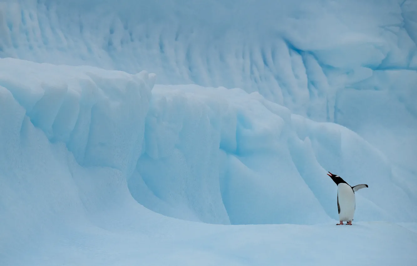 Photo wallpaper ice, winter, snow, mountains, nature, pose, bird, penguins