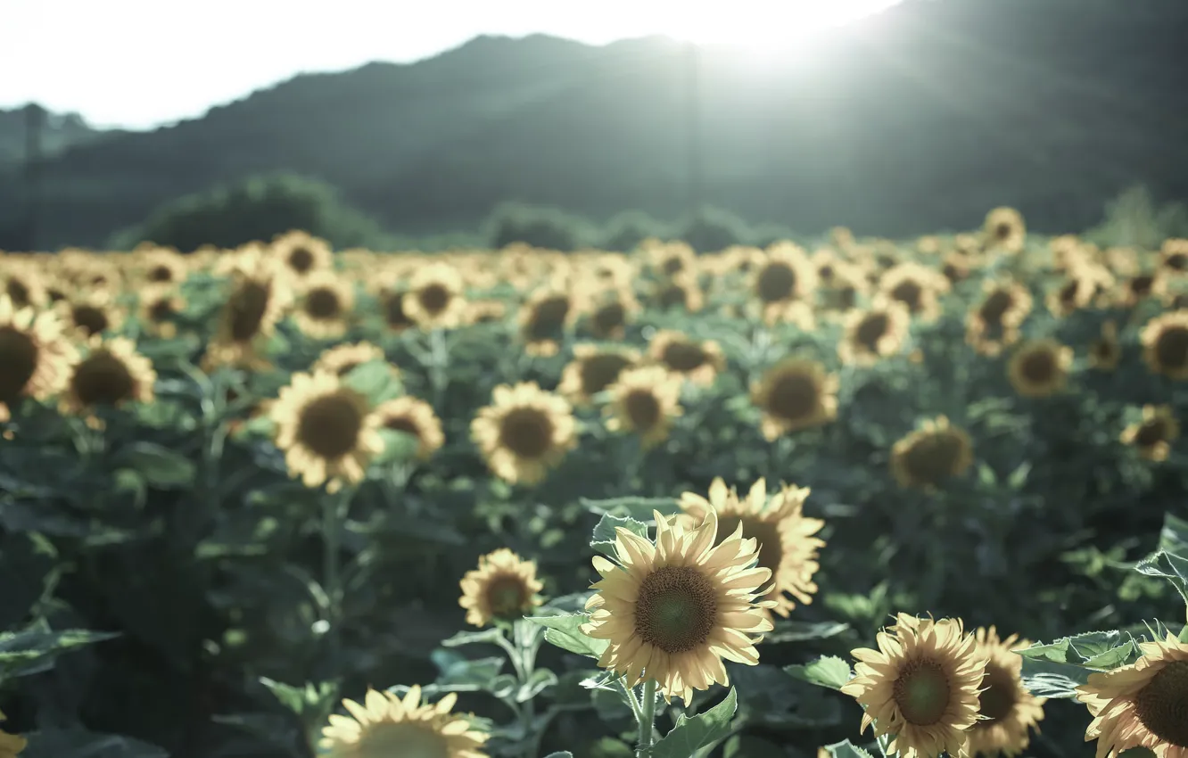 Photo wallpaper summer, sunflowers, nature
