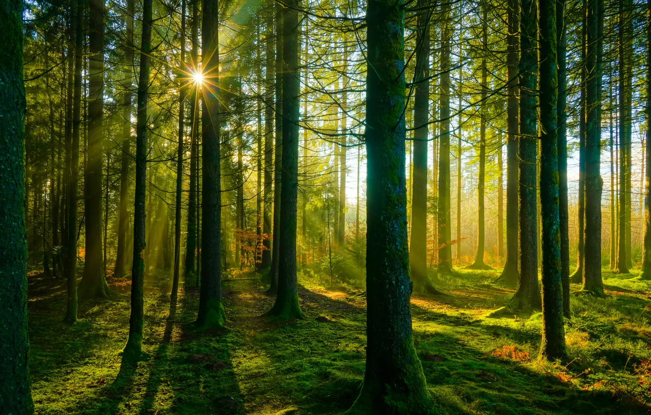 Photo wallpaper forest, the sun, sunset, nature