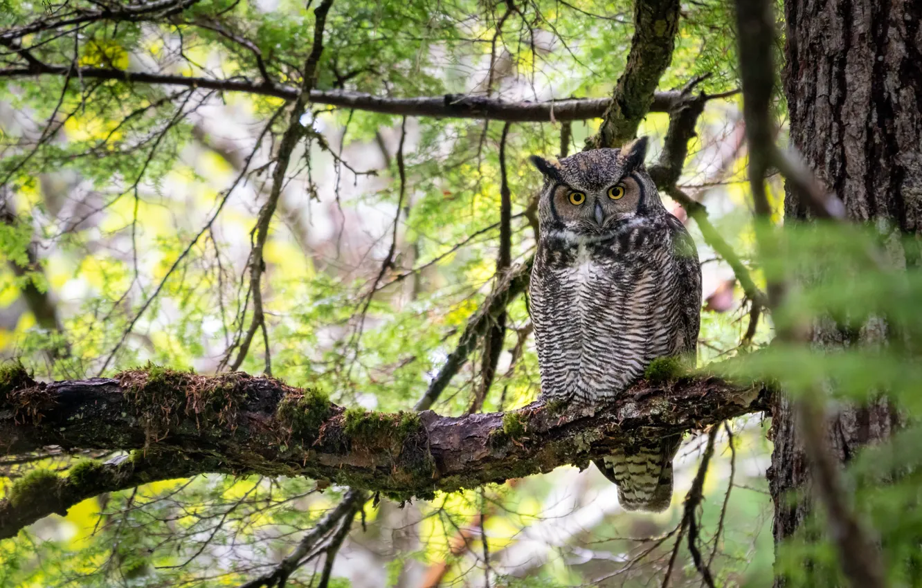 Photo wallpaper look, trees, branches, background, owl, bird, sitting, on the branch