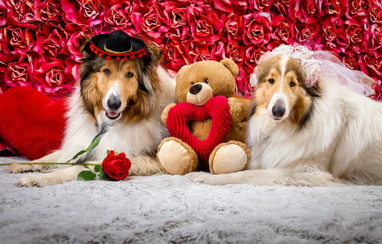 Photo wallpaper dogs, look, face, flowers, pose, holiday, toy, heart