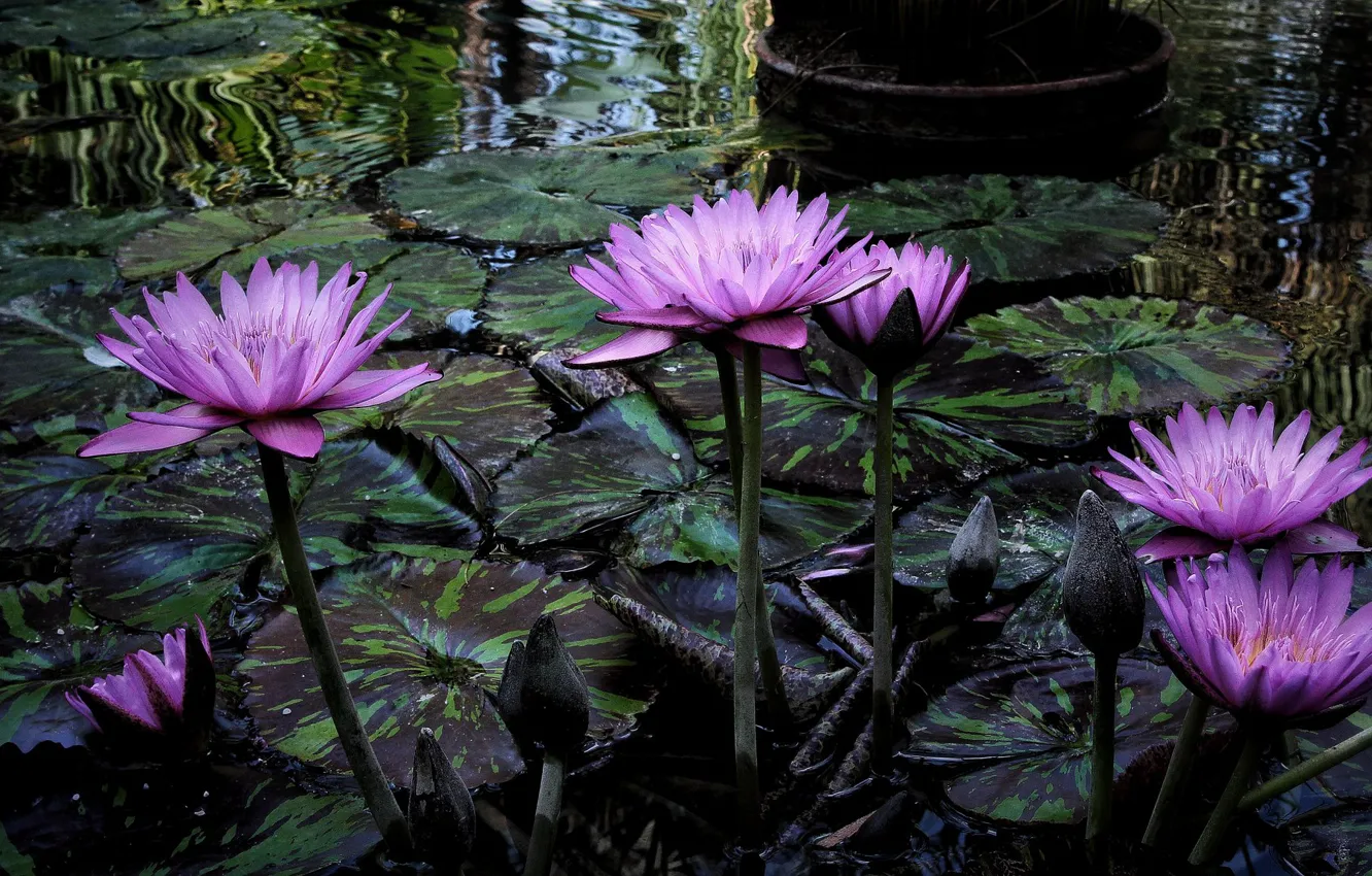 Photo wallpaper flowers, pond, water lilies, Nymphaeum