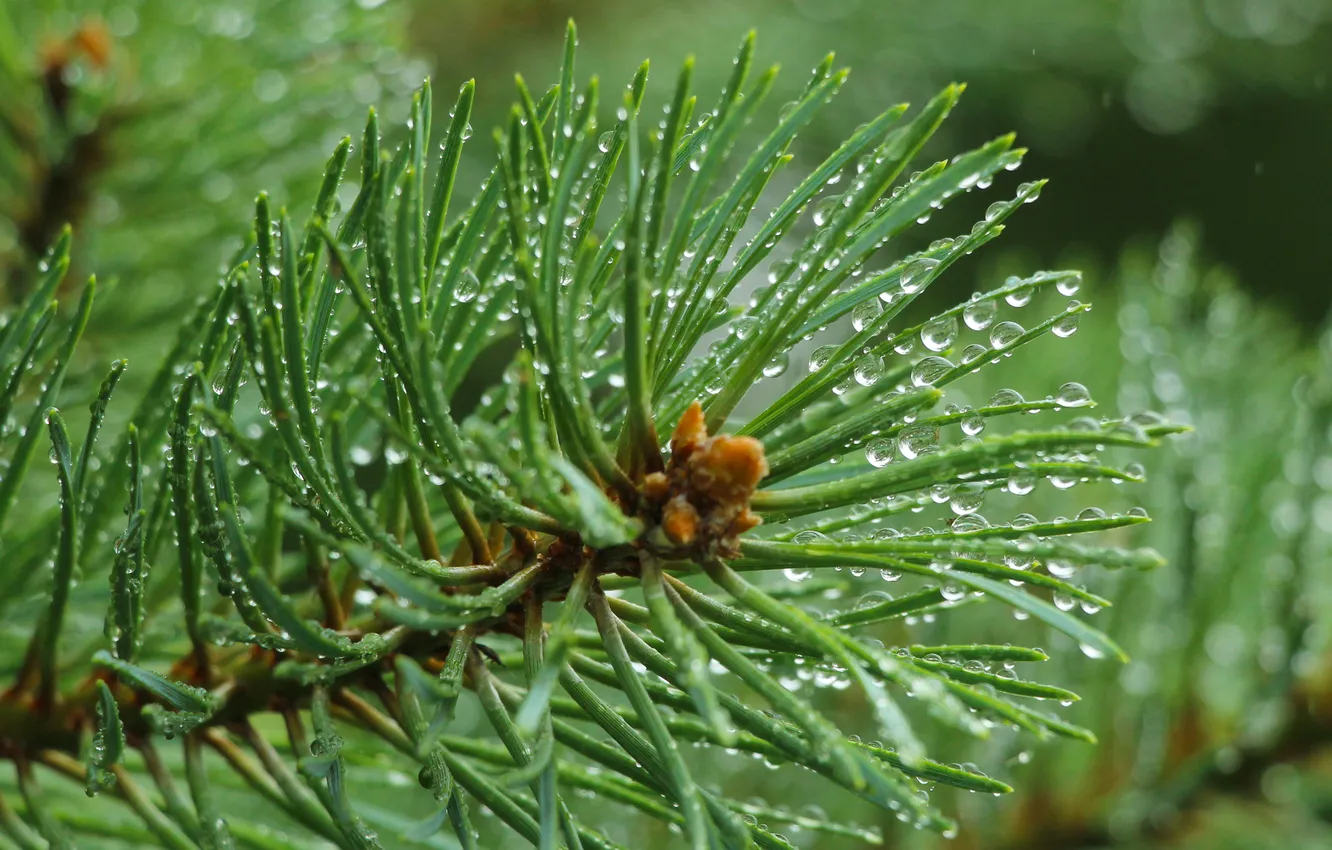 Photo wallpaper water, drops, pine, twig