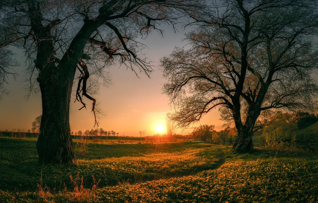 Photo wallpaper field, the sun, trees, dawn, morning