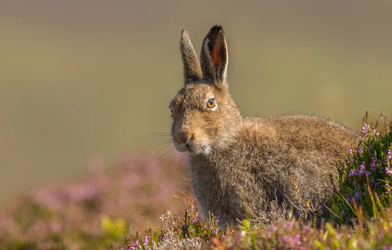 Photo wallpaper grass, hare, ears