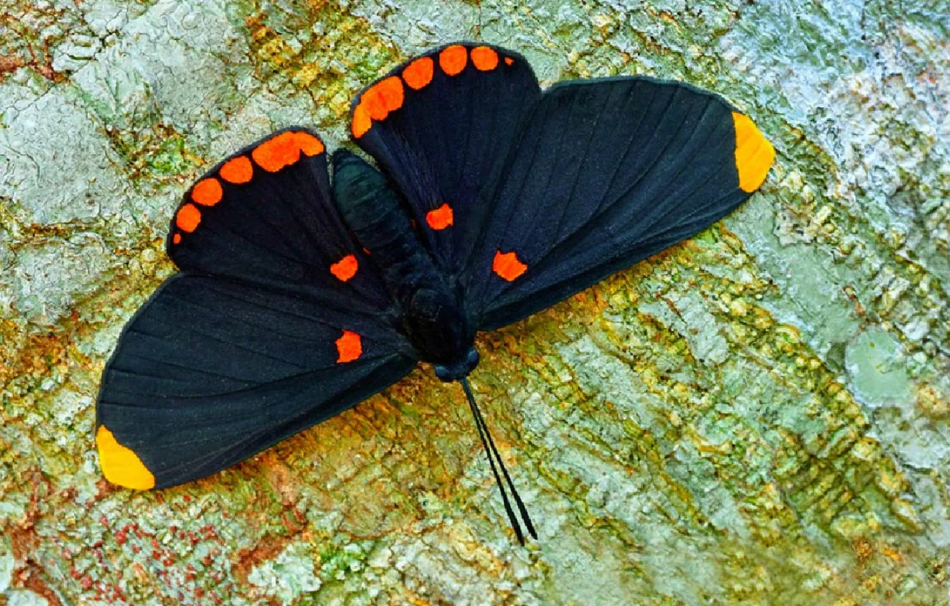 Photo wallpaper macro, butterfly, wings, bark, beautiful, closeup