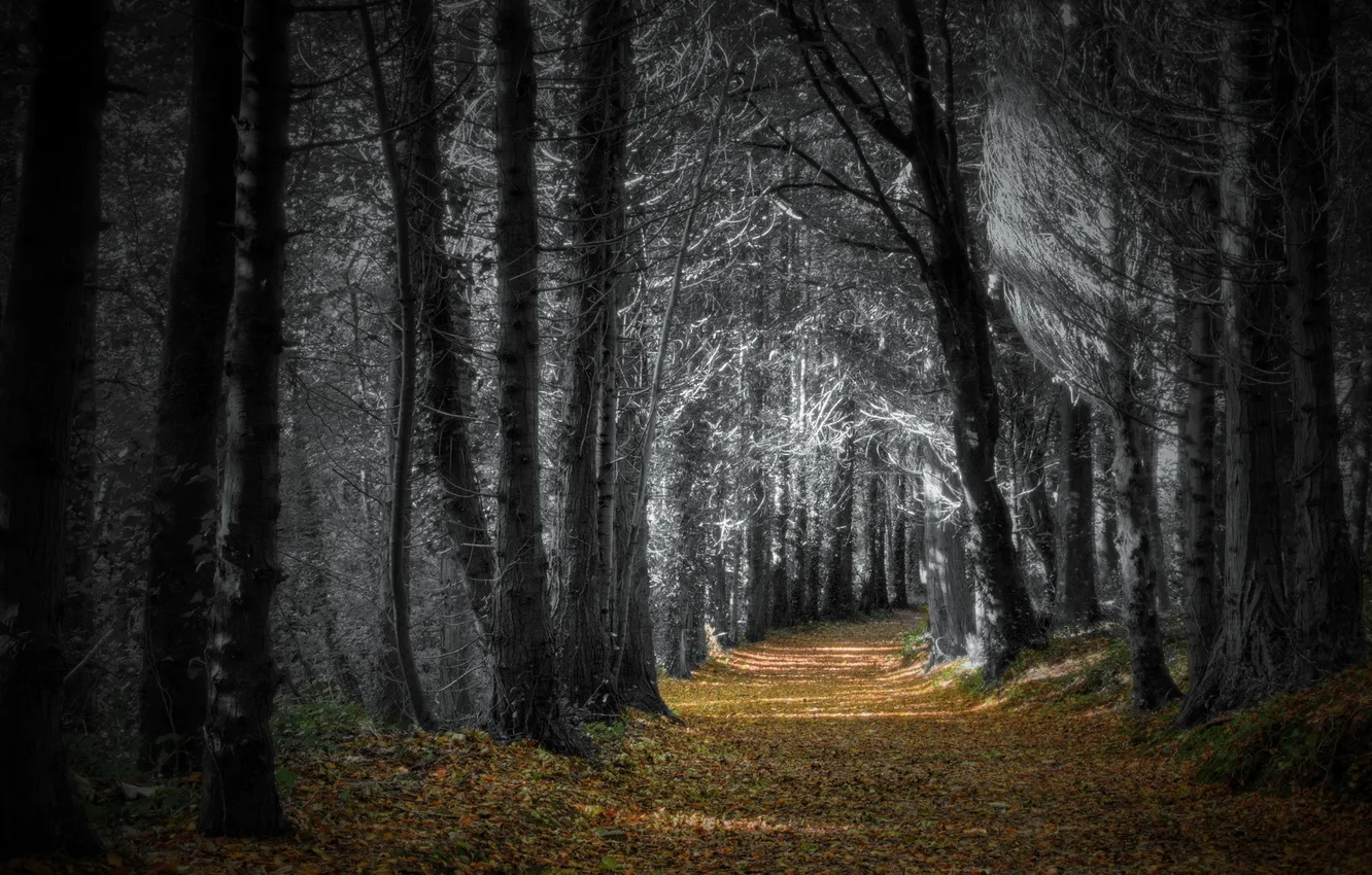 Photo wallpaper road, autumn, forest, nature