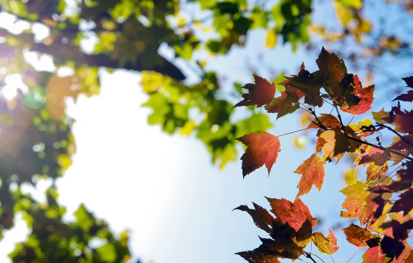 Photo wallpaper autumn, the sky, leaves, the sun, macro, light, orange, yellow