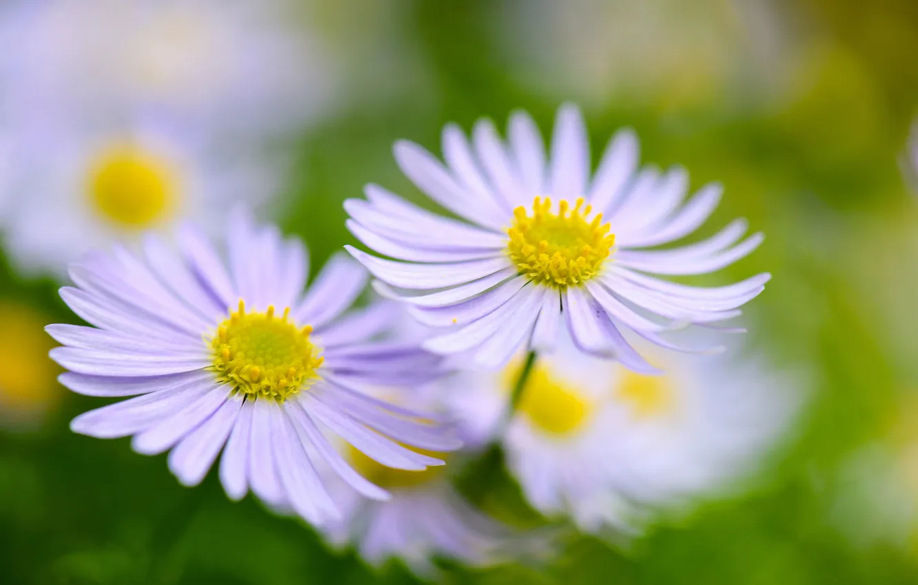 Photo wallpaper macro, nature, chamomile, petals