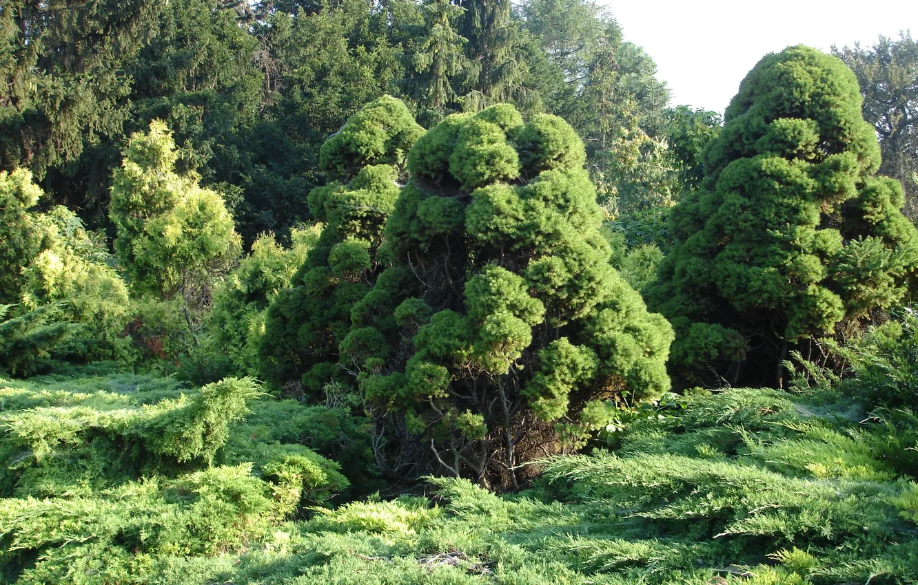 Photo wallpaper forest, trees, thuja