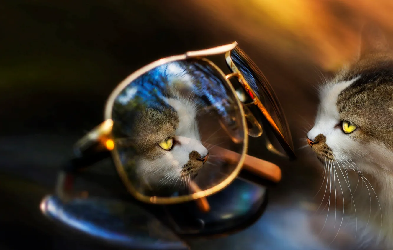 Photo wallpaper cat, cat, reflection, animal, glasses, Eleonora Di Primo