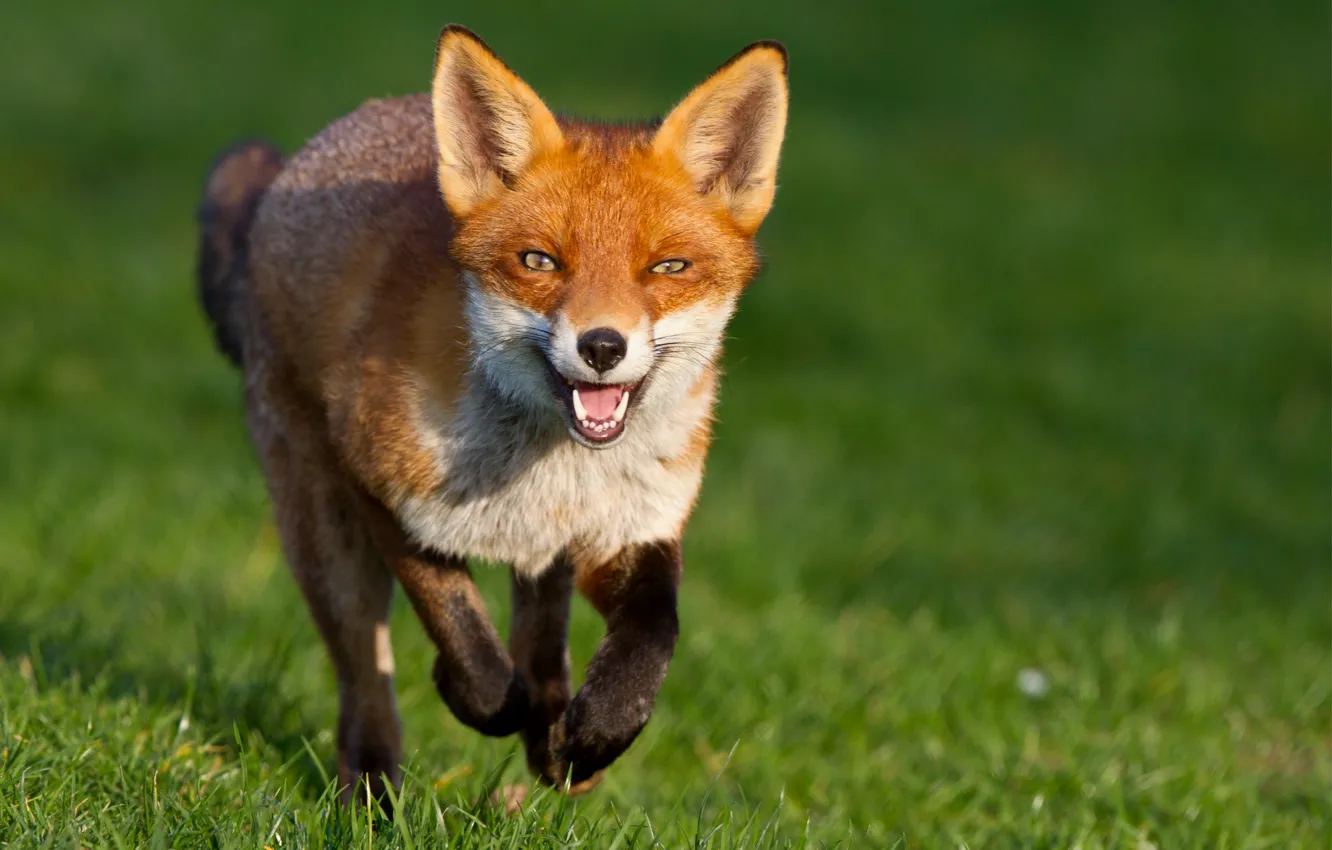 Photo wallpaper grass, look, green, background, muzzle, Fox, red, runs
