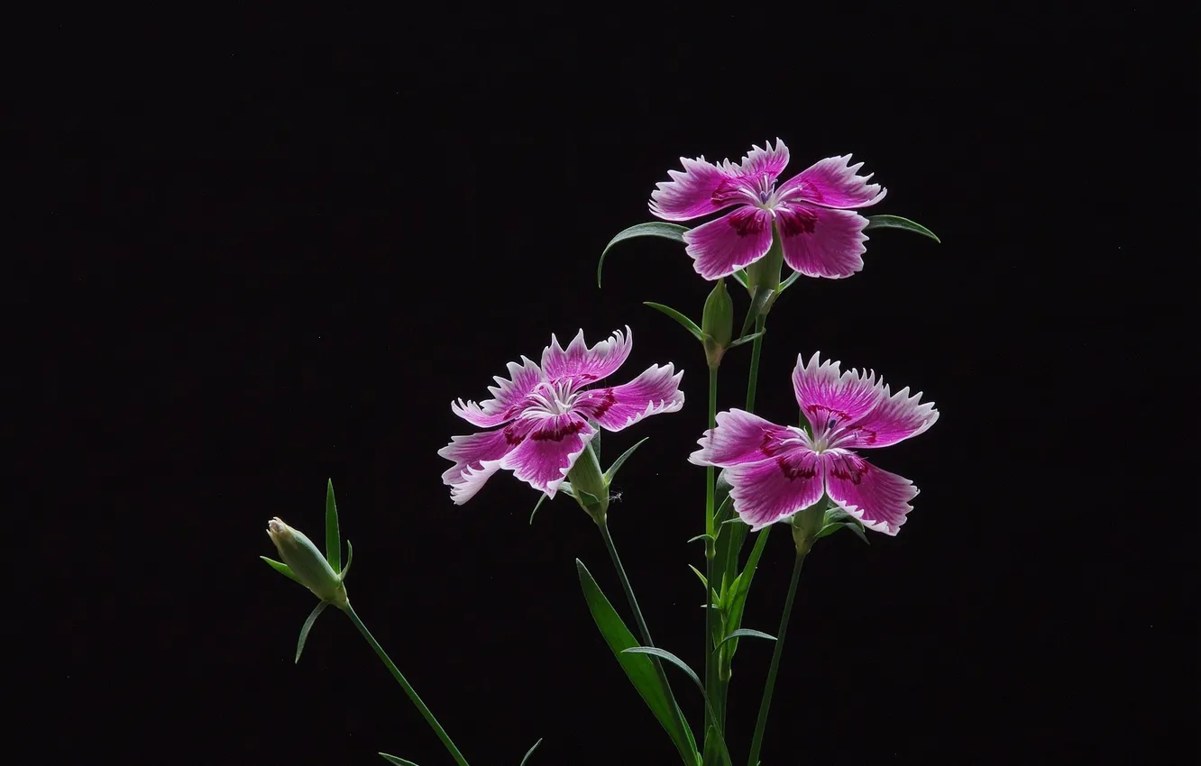 Photo wallpaper flowers, black background, clove