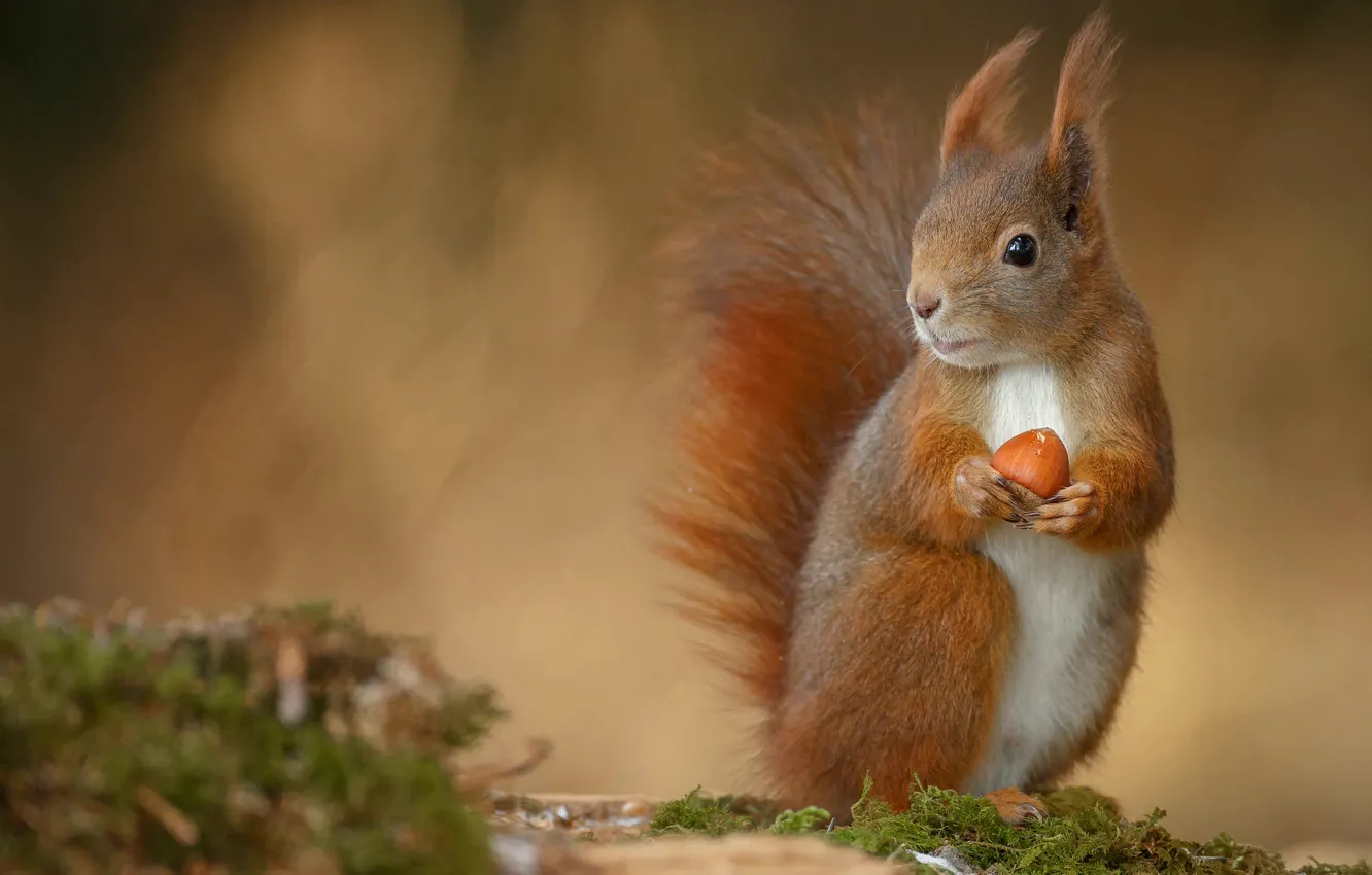 Photo wallpaper blur, walnut, protein, red, Ivan Shkriblyak