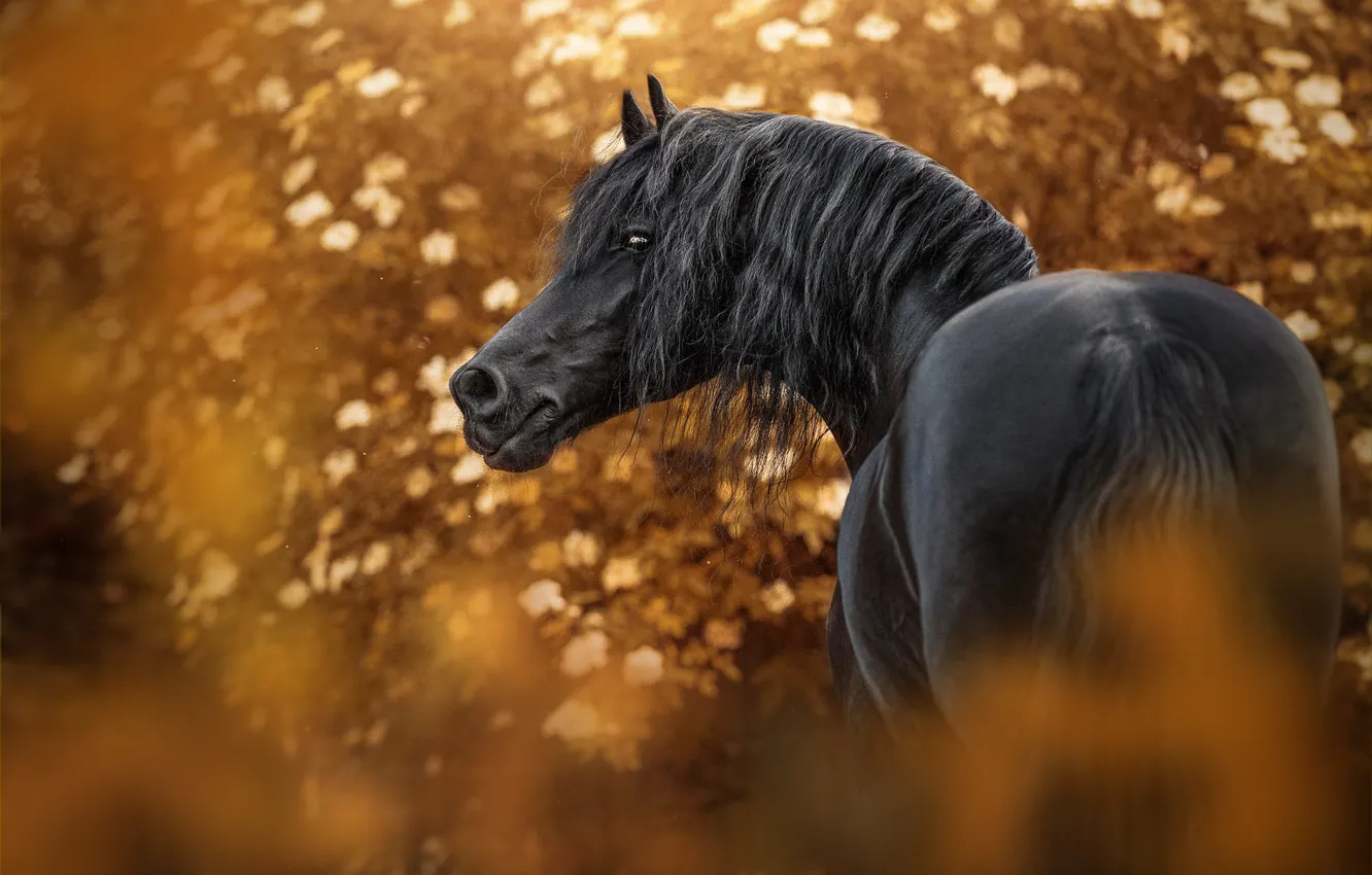 Photo wallpaper autumn, look, face, light, nature, horse, foliage, black