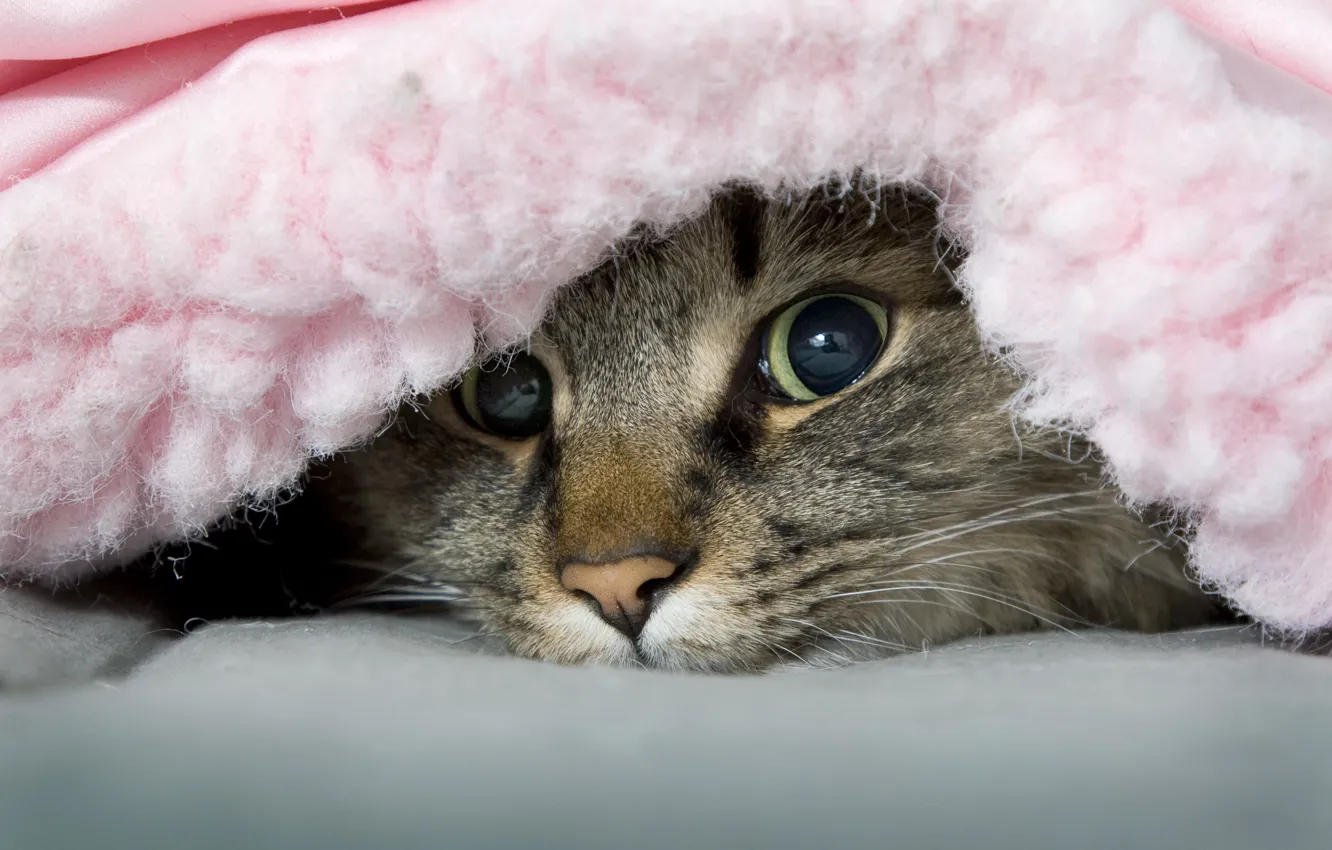 Photo wallpaper cat, blanket, naughty