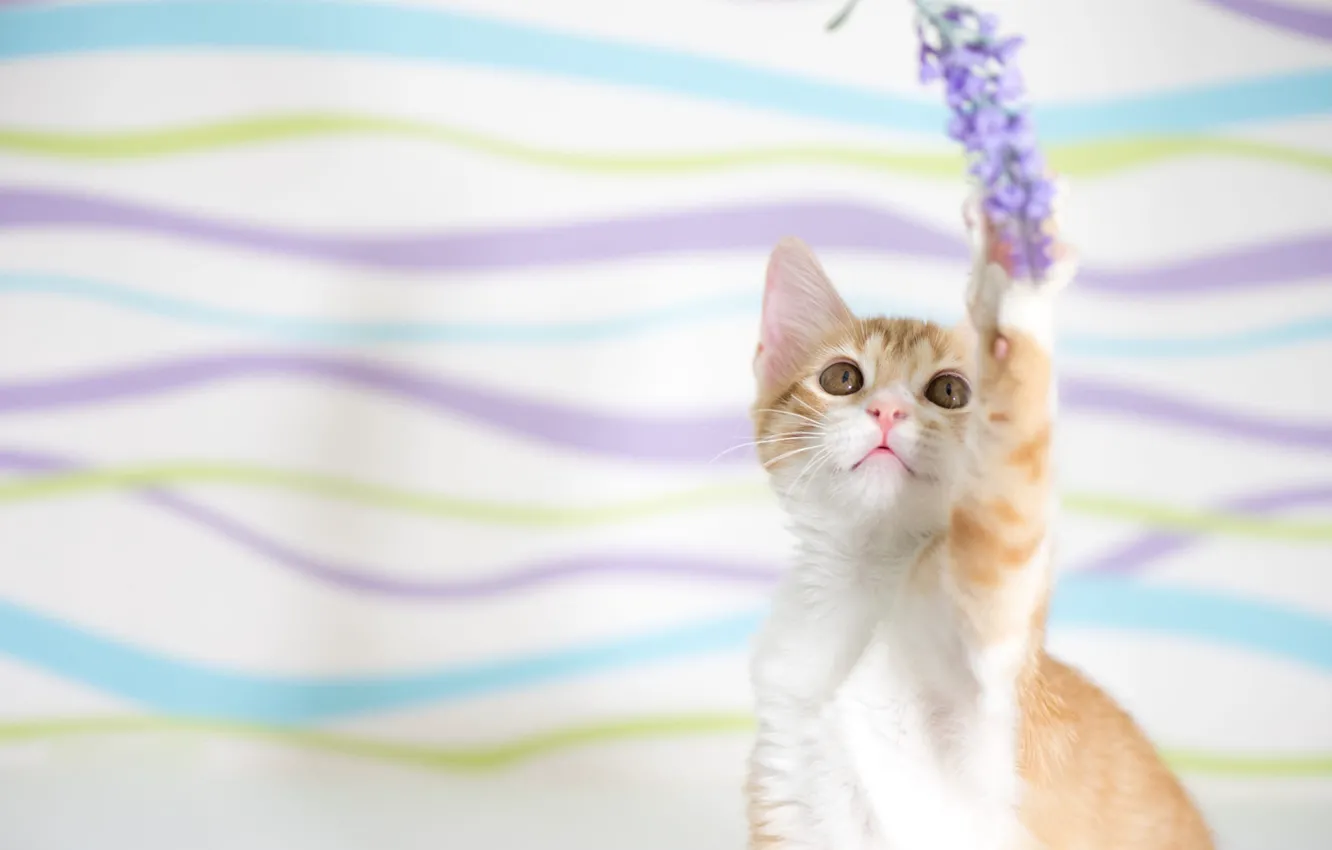 Photo wallpaper cat, cat, look, strips, flowers, pose, the game, cute