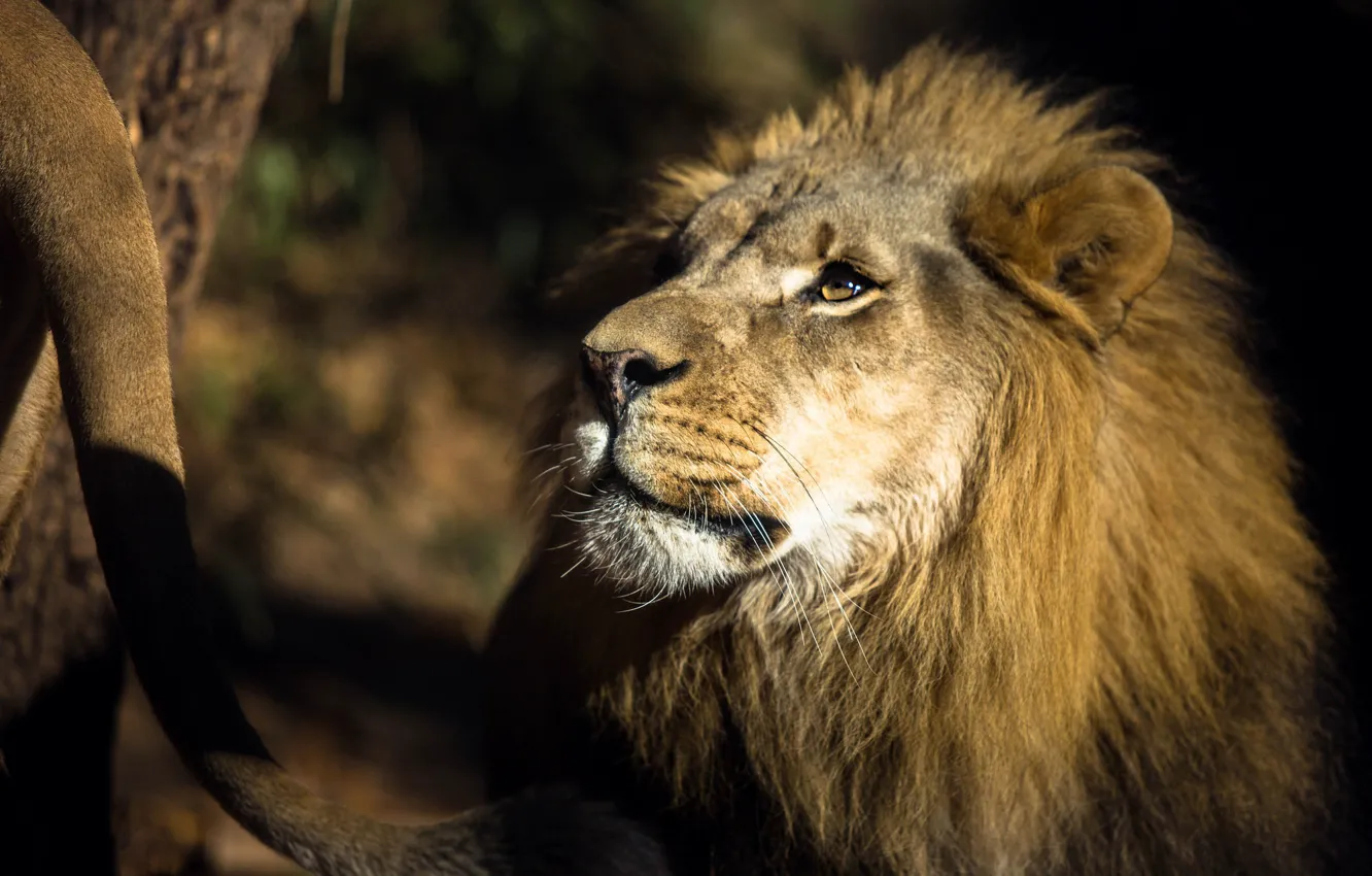 Photo wallpaper look, face, nature, the dark background, portrait, Leo, tail, cub