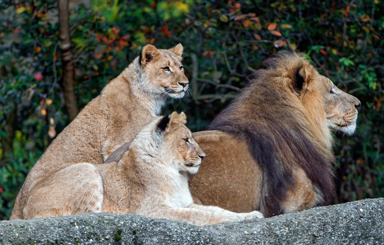 Photo wallpaper autumn, cat, leaves, branches, nature, stones, background, stay