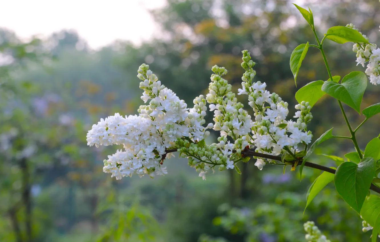 Photo wallpaper white, flower, spring, lilac, twig