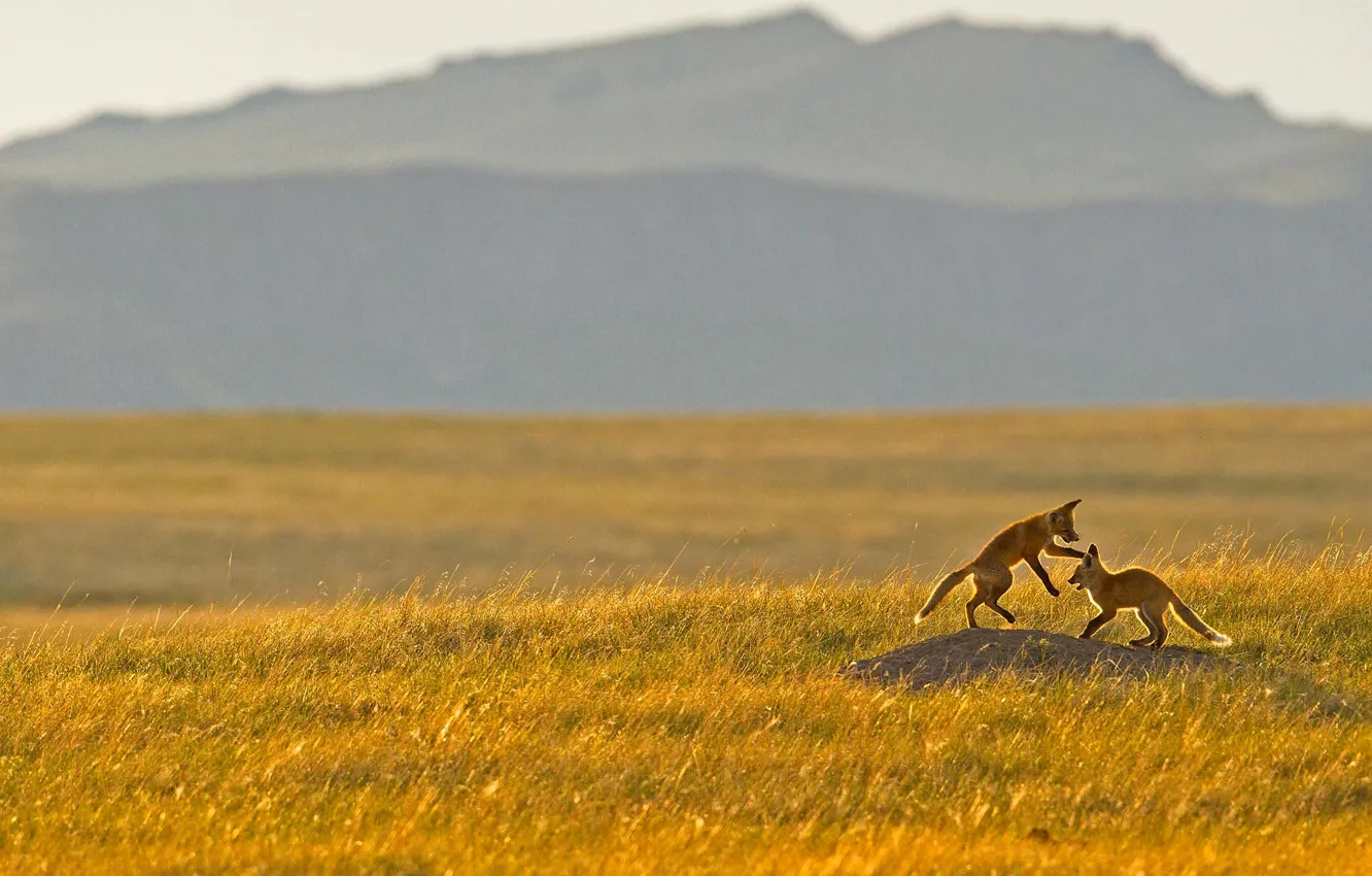 Photo wallpaper field, the steppe, the game, Montana, USA, cascade, Fox, Rocky mountains