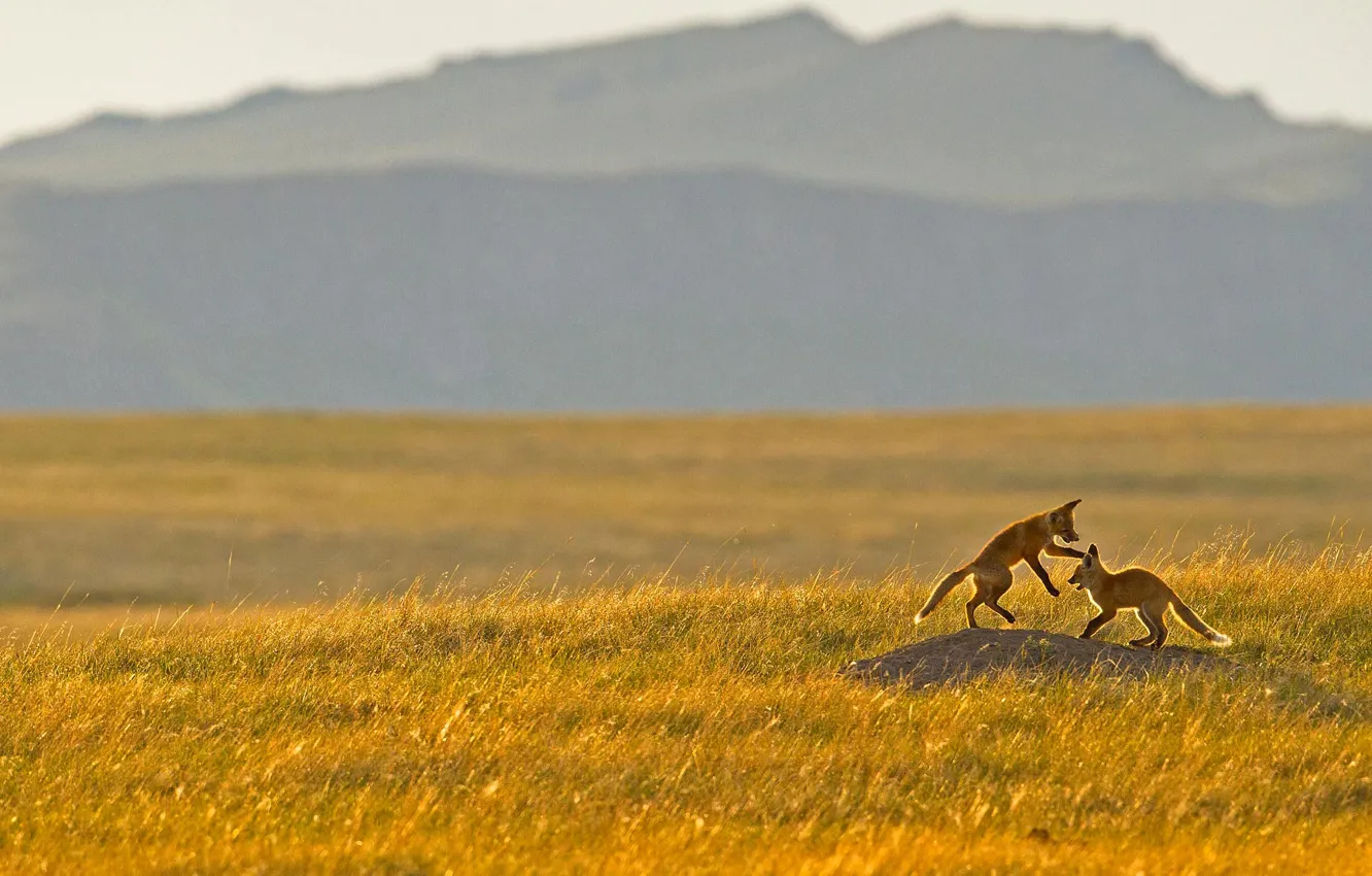 Photo wallpaper field, the steppe, the game, Montana, USA, Rocky mountains, cubs, foothills