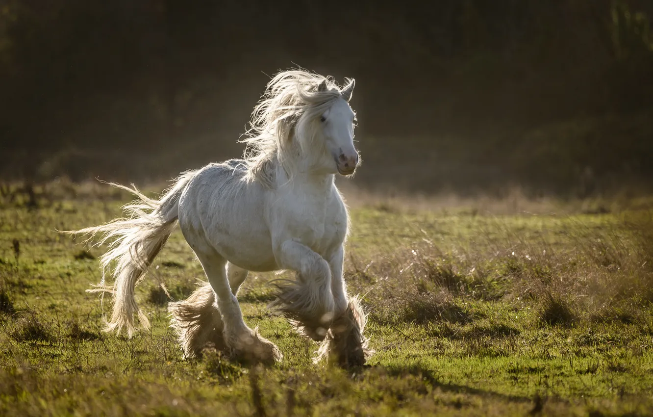 Photo wallpaper horse, horse, running