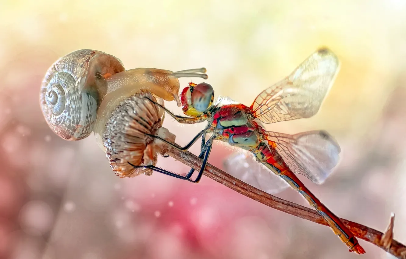 Photo wallpaper macro, snail, dragonfly, insect