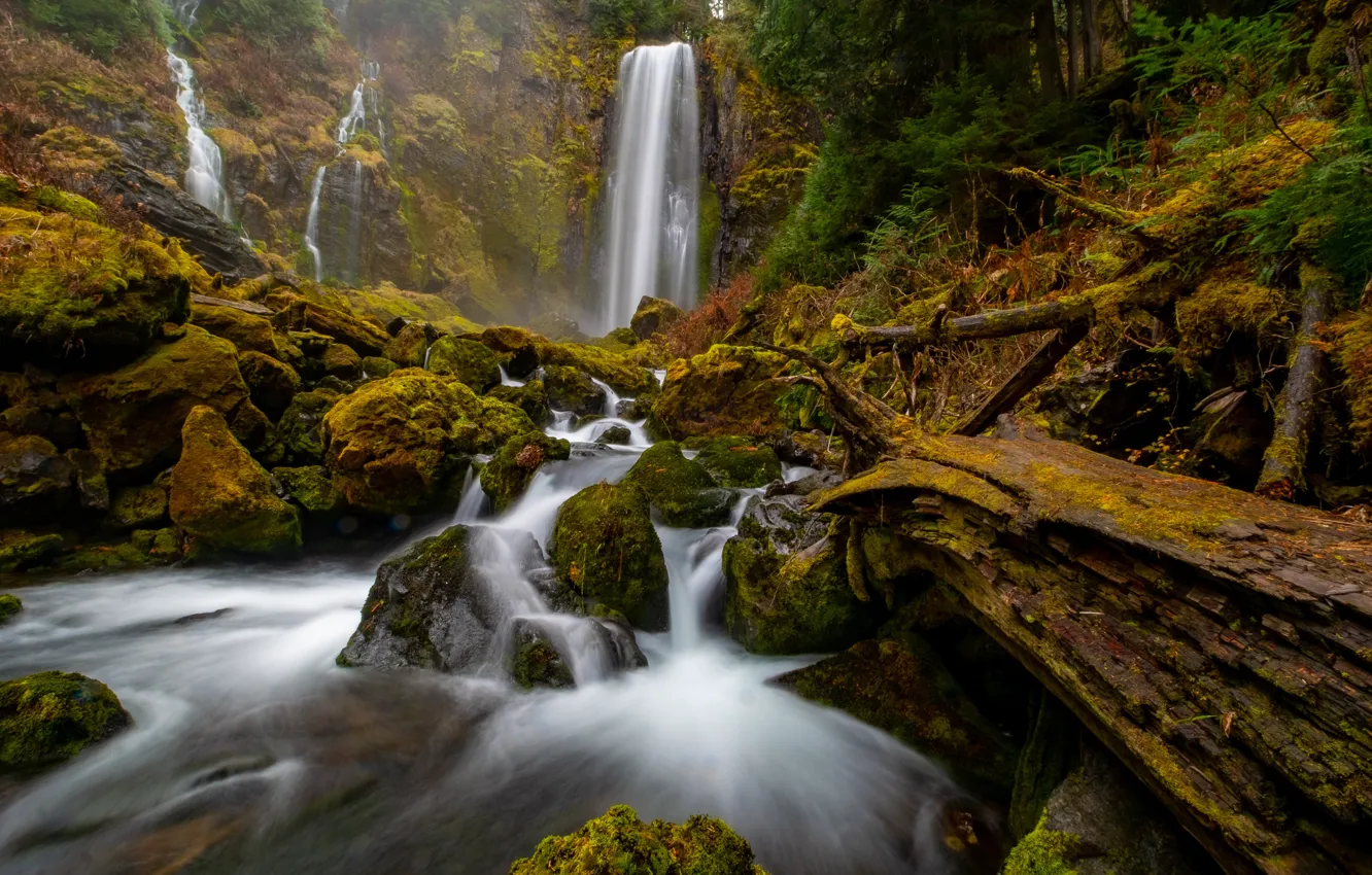 Photo wallpaper forest, stream, stones, waterfall, log, river, Washington, Gifford Pinchot National Forest
