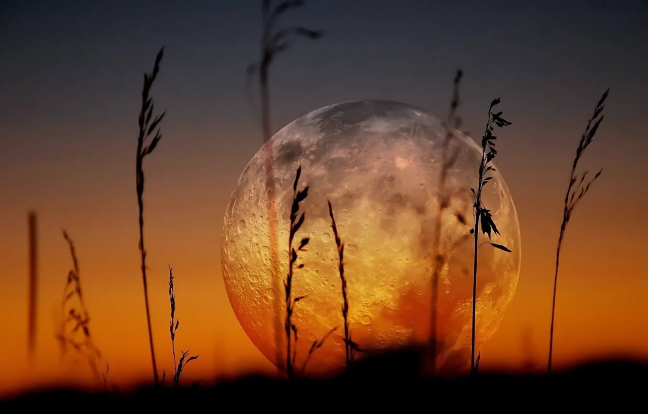 Photo wallpaper the sky, macro, the moon, a month, a blade of grass