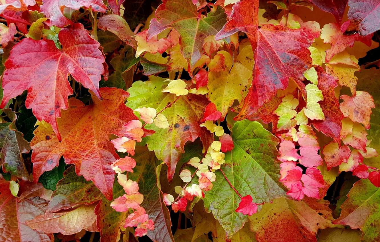 Photo wallpaper branch, autumn leaves, grape leaves