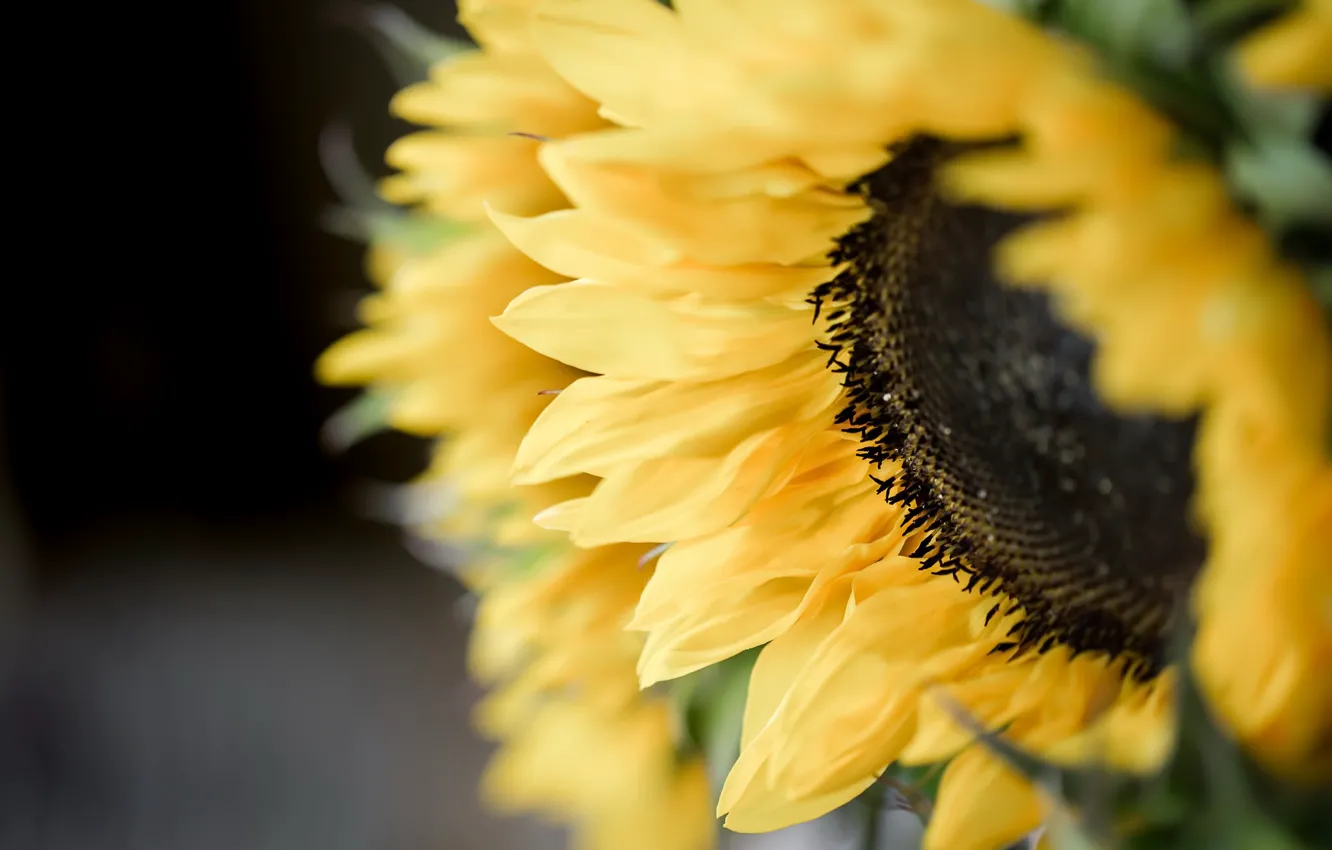 Photo wallpaper macro, sunflowers, nature