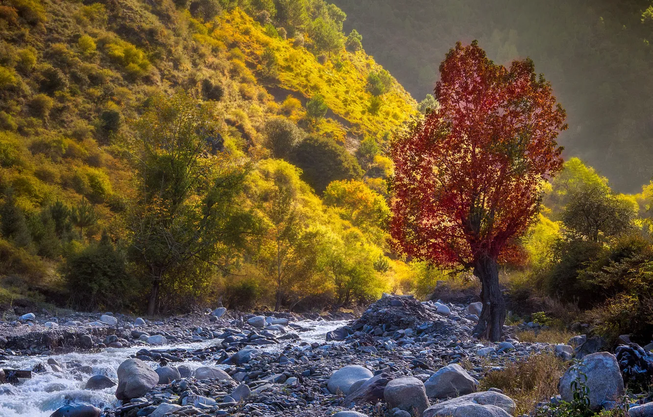 Photo wallpaper autumn, landscape, nature, stream, stones, tree, vegetation