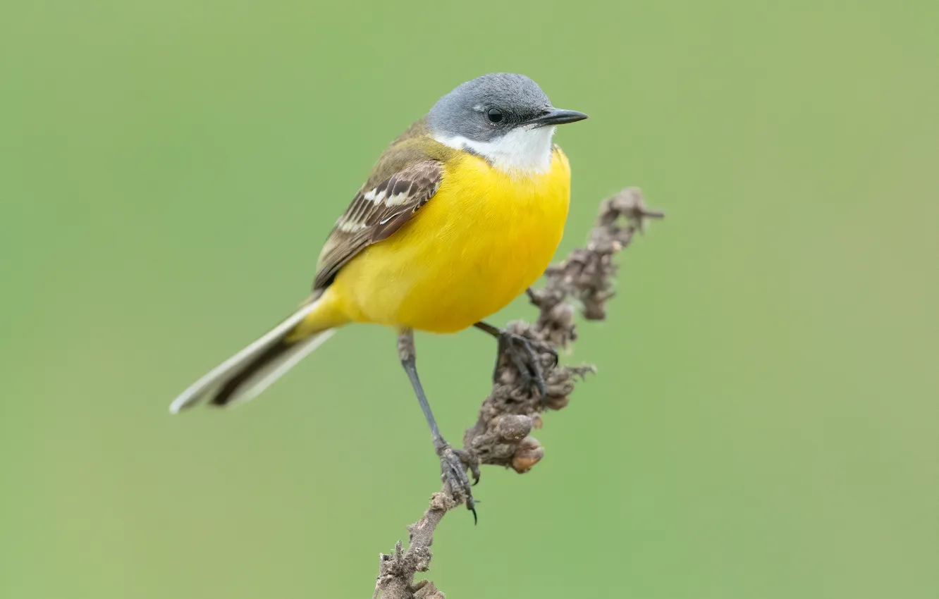Photo wallpaper bird, bird, Wagtail