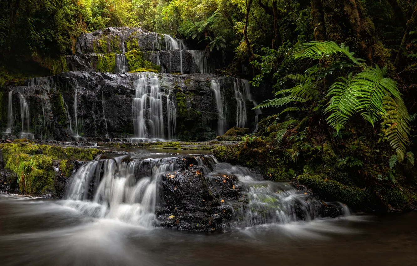 Photo wallpaper forest, river, waterfall, New Zealand, cascade, New Zealand, fern, Purakaunui Falls