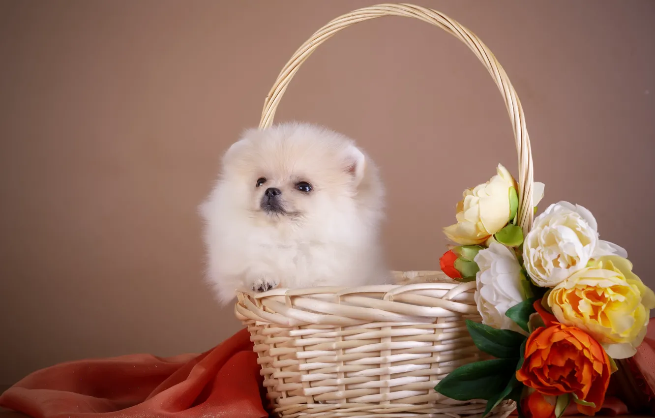 Photo wallpaper flowers, basket, puppy, fabric