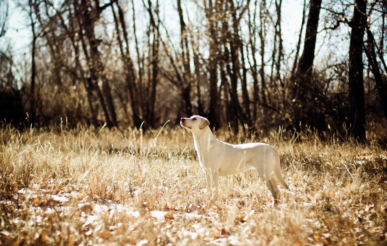 Photo wallpaper field, dog, hunting