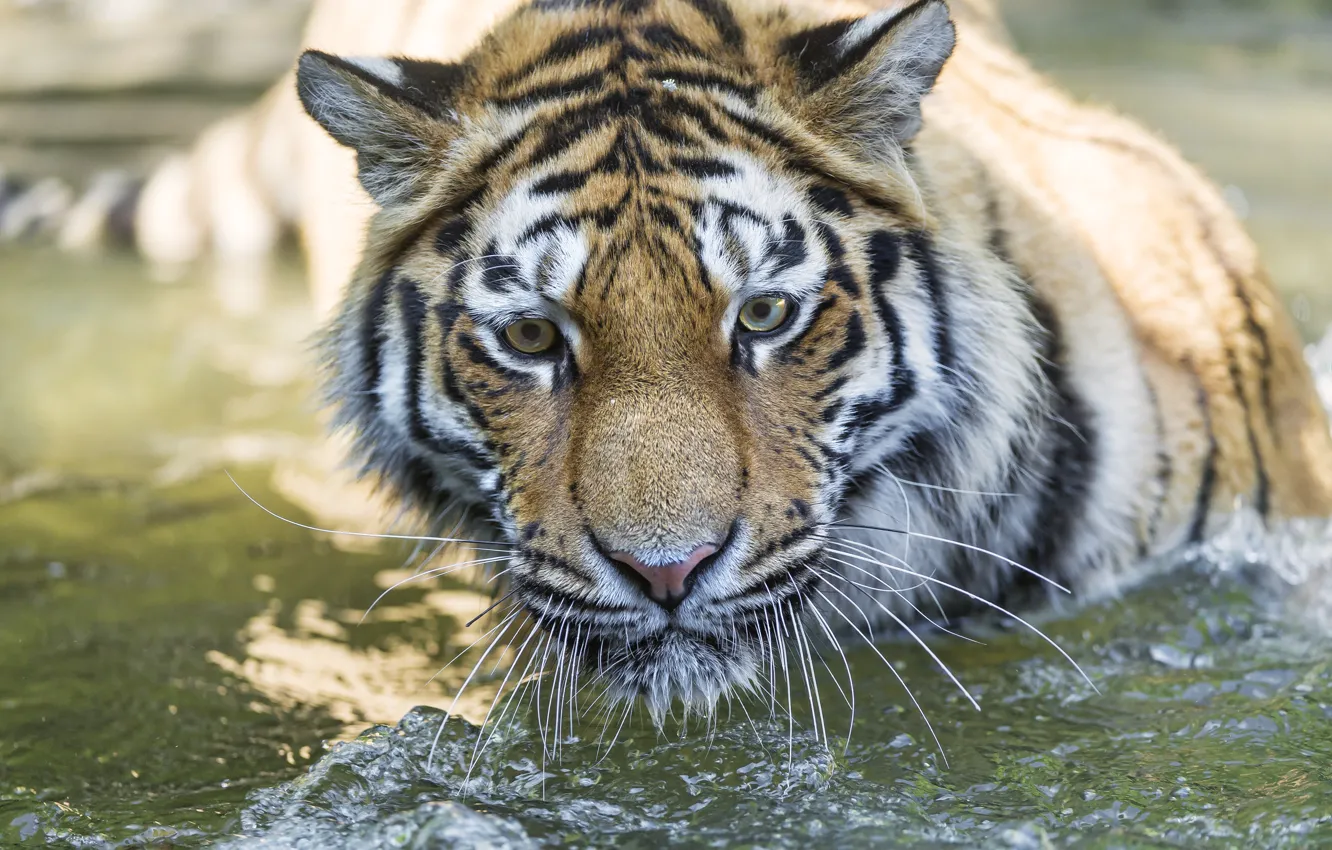 Photo wallpaper cat, look, face, water, tiger, bathing, Amur, ©Tambako The Jaguar