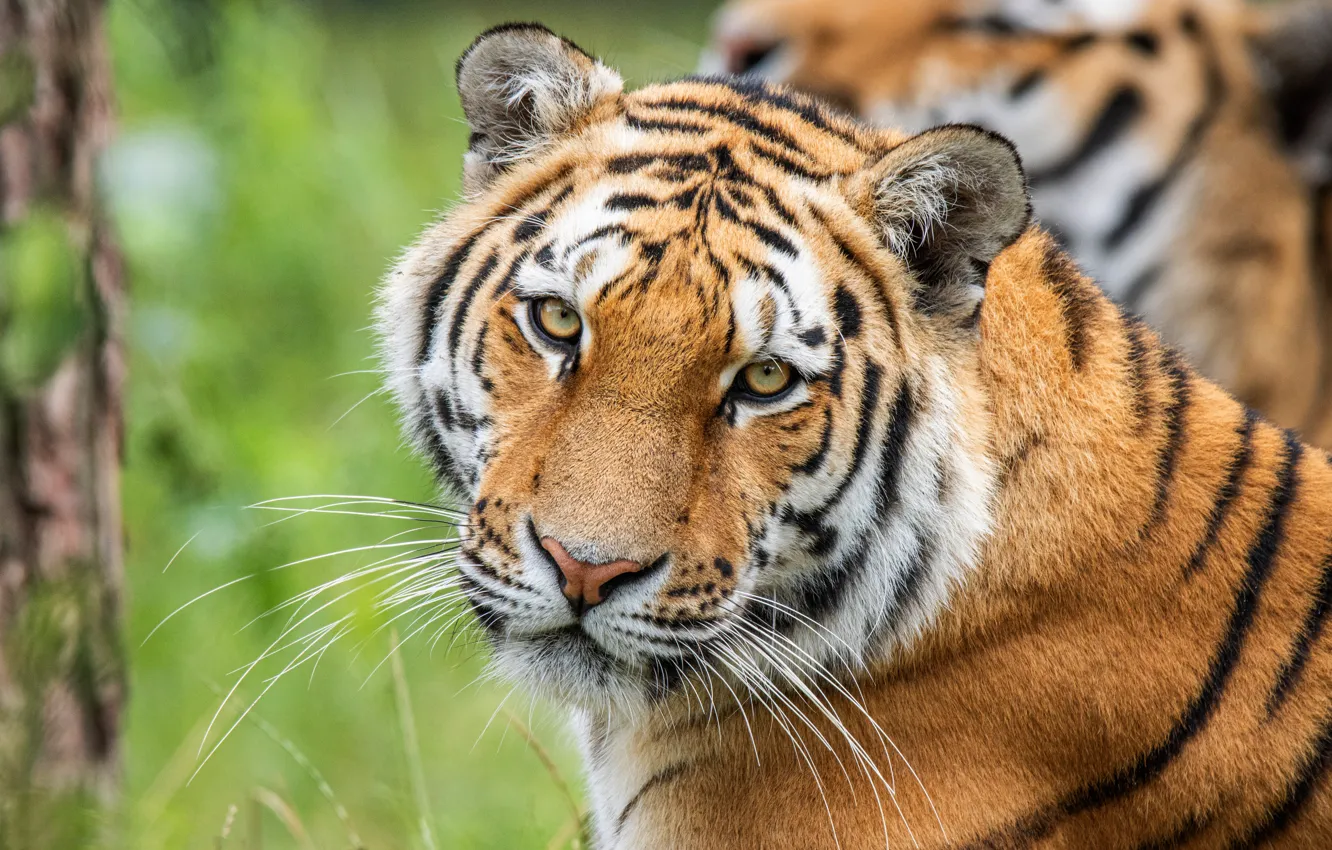 Photo wallpaper look, face, nature, tiger, portrait