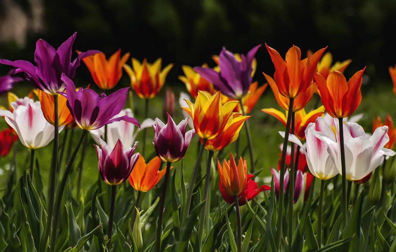 Photo wallpaper spring, tulips, motley