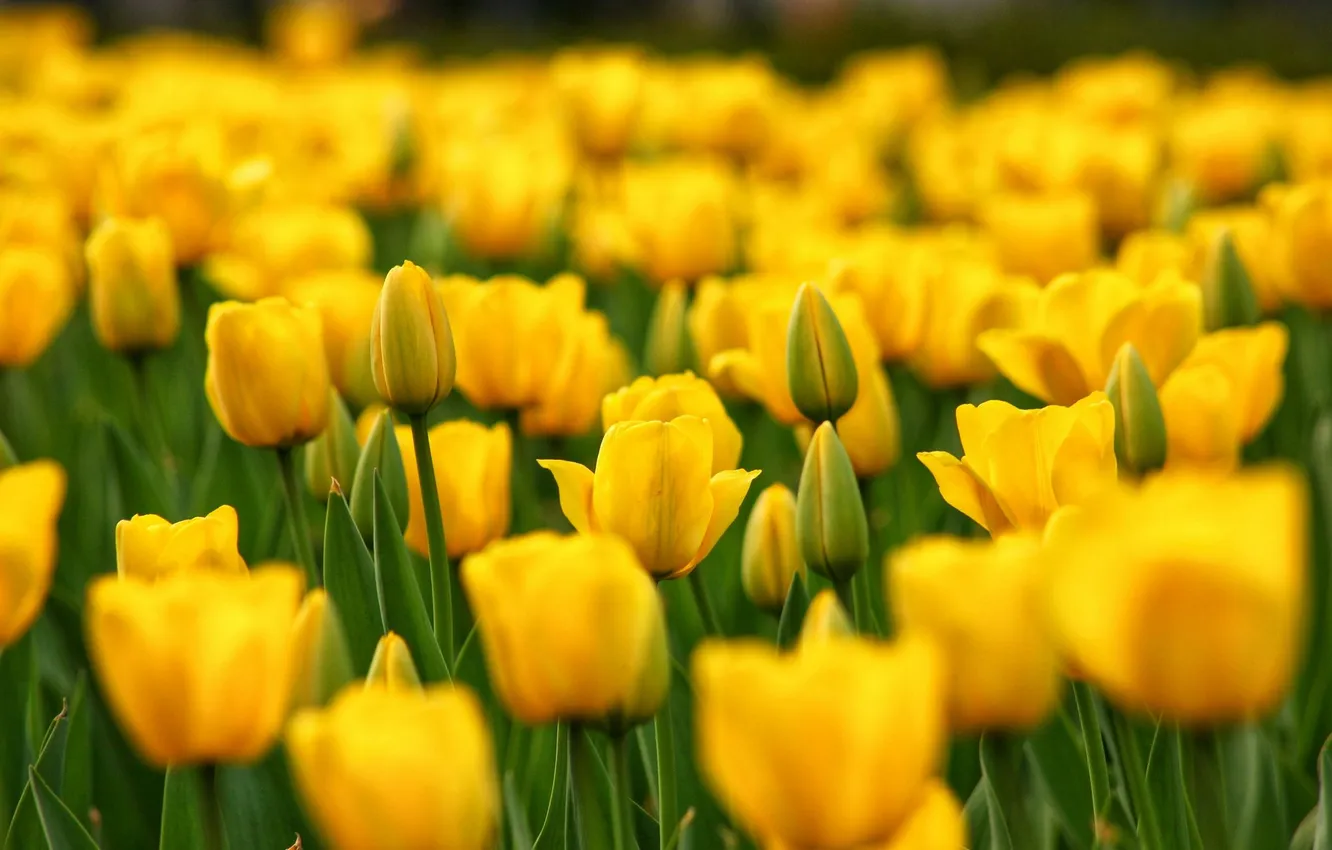 Photo wallpaper flowers, yellow, bright, spring, tulips, buds, flowerbed, blur