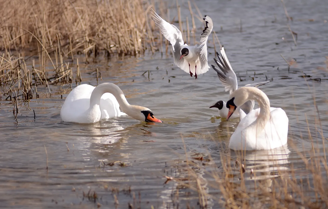 Photo wallpaper water, seagulls, spring, swans