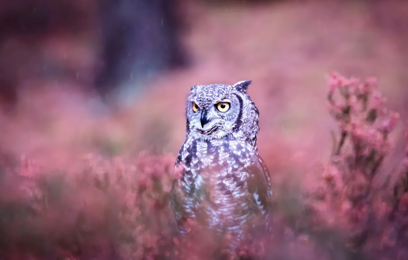 Photo wallpaper the rain, look, flowers, grey, background, rain, owl, bird