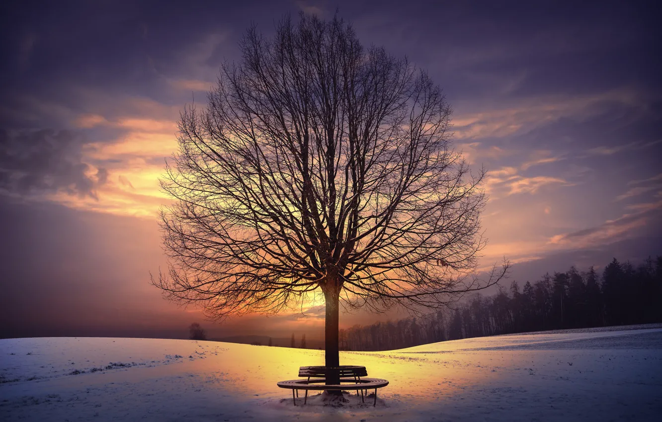 Photo wallpaper winter, trees, sunset, bench