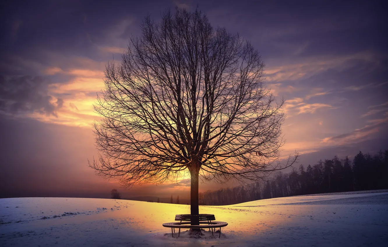 Photo wallpaper winter, sunset, tree, bench